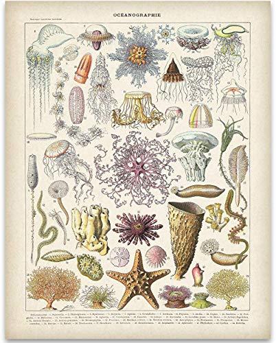 Vintage Crustaceancore Ocean Life Jellyfish Marine Biology Science Illustration Art Print by Meishe | 11x14 Unframed Art Print Poster | Great Beach House Wall Decor Poster Under $15 Cover