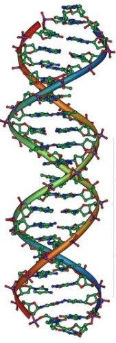 The Human Cell Cover